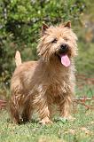 CAIRN TERRIER 196